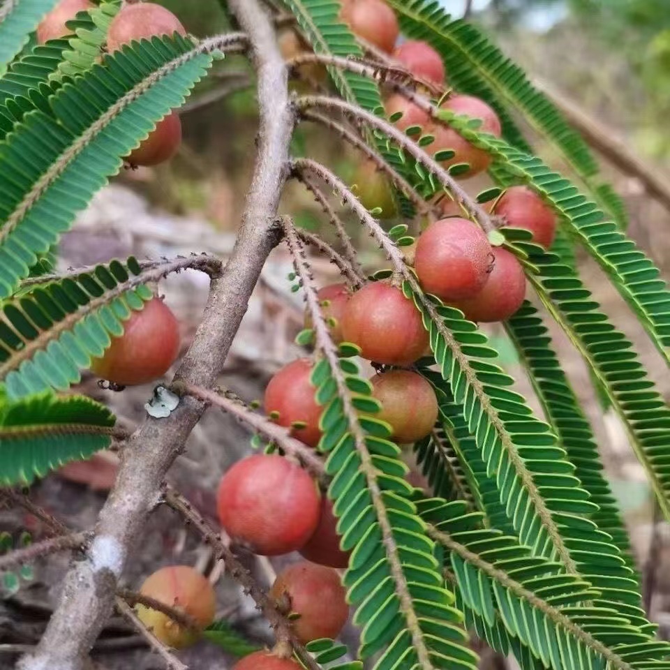 红油柑甜种油甘苗油甘果树苗四季嫁接苗当年果树苗结果嫁接