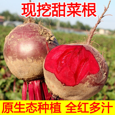 2024年新鲜原生态甜菜根打汁甜根菜甜菜头红菜头现挖5斤包邮