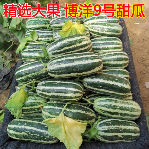山东博洋9号甜瓜头茬新鲜水果当季冰糖蜜瓜花皮博阳九号羊角香瓜