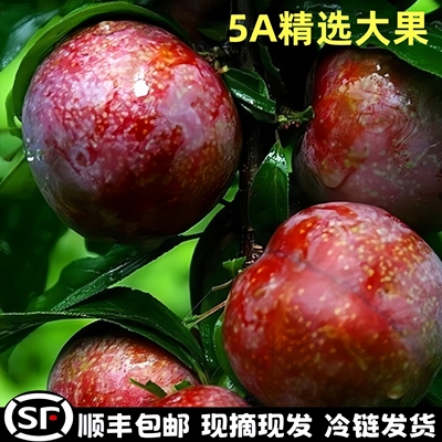 红心脆三华李5斤酸脆甜钱排李子
