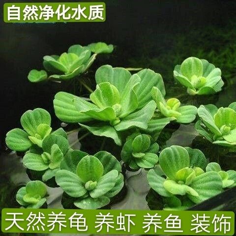 浮萍水草植物造景净化水质的养龟缸养天然装饰漂浮水芙蓉苗水葫芦