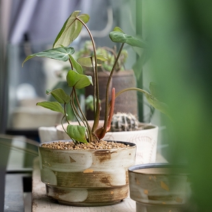 常品多肉花盆原创手作个性创意陶瓷花盆景德镇肉肉花盆描金云边