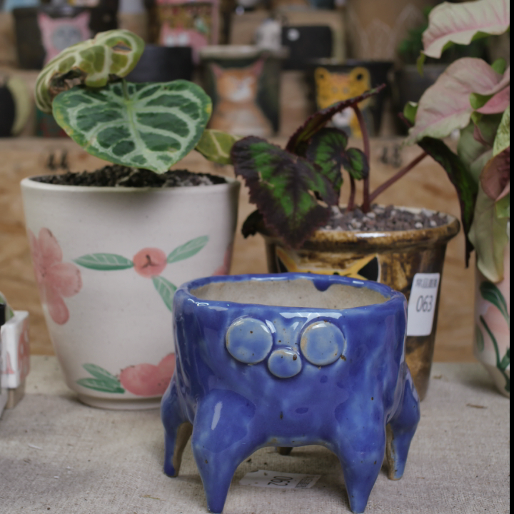 111口10.6高6.9,鲜花速递/花卉仿真/绿植园艺,花盆,淘宝优惠券,粉丝福利购,淘宝优惠卷