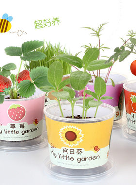 盆栽绿植盲种盆栽幼儿园儿童diy手工种植花卉种子礼物套装