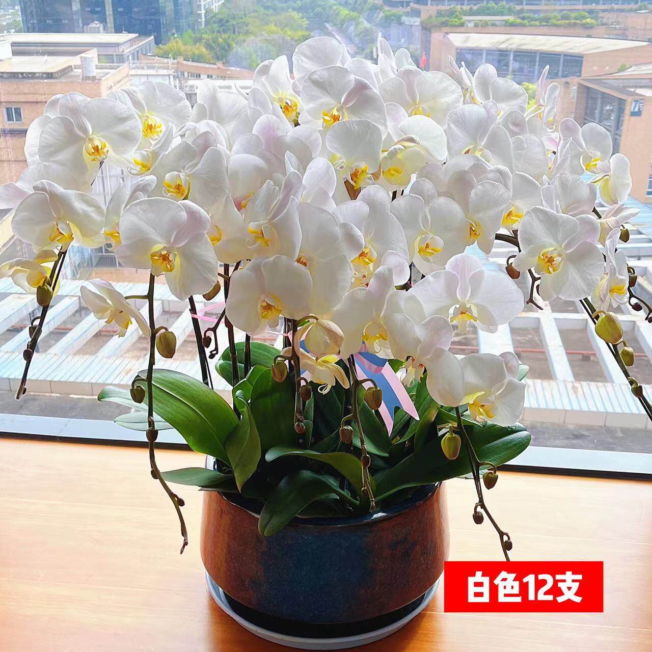 花语洁白高雅幸福美满送礼好盆栽