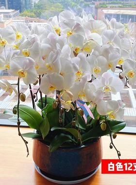 成都白色蝴蝶兰送礼盆栽花卉带盆带花苞苗圃自产自销新春代客送礼