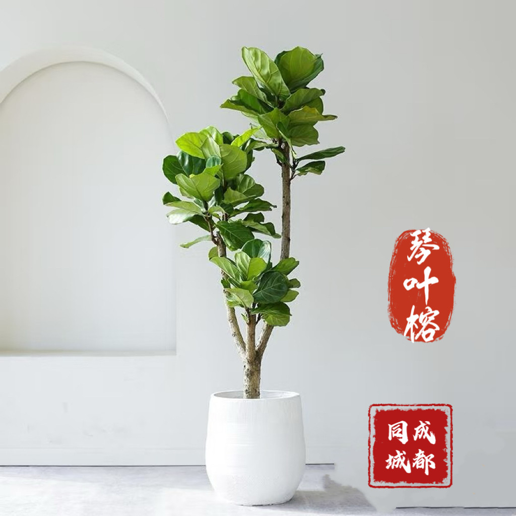 成都同城网红植物发财树百合竹柠檬黄金榕室内大绿植整体搭配组合