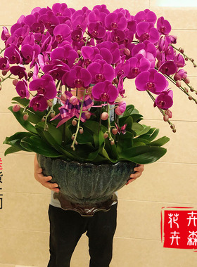紫色粉色黄色白色蝴蝶兰盆栽带花剑大苗室内客厅开业乔迁热销花卉