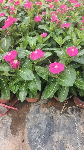 长春花苗盆栽四季开花植物日日春四时春花卉草本绿植基地