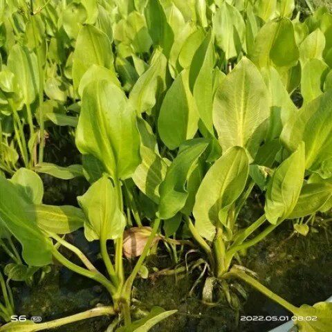 食用驿前泽泻苗水草泽泻科水培绿植淡水懒人水陆雨林造景挺水植物