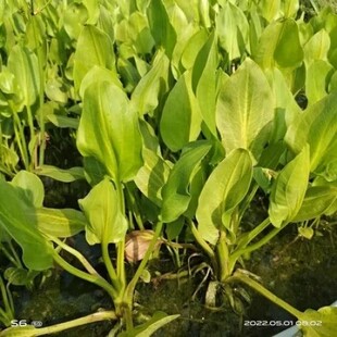 食用驿前泽泻苗水草泽泻科水培绿植淡水懒人水陆雨林造景挺水植物