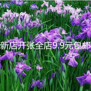 水生植物水生花卉西伯利亚鸢尾常绿鸢尾兰花鸢尾适合池塘湿地用苗