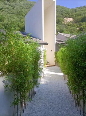 仿真假竹子富贵竹子超自然毛竹盆栽餐厅装饰细水毛竹室内屏风隔断