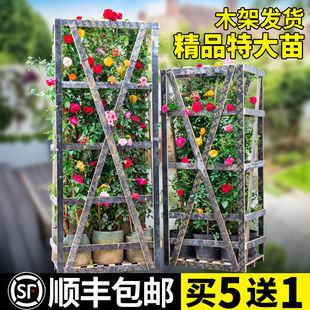 母本月季蔷薇花苗藤本月季浓香庭院爬藤植物阳台爬墙大花四季开