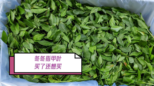 指甲叶染发、散沫花 新鲜海娜叶染发原材料送咖啡送工具