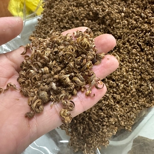 （国香）天然野生虫漏勾丝（体验2g装）