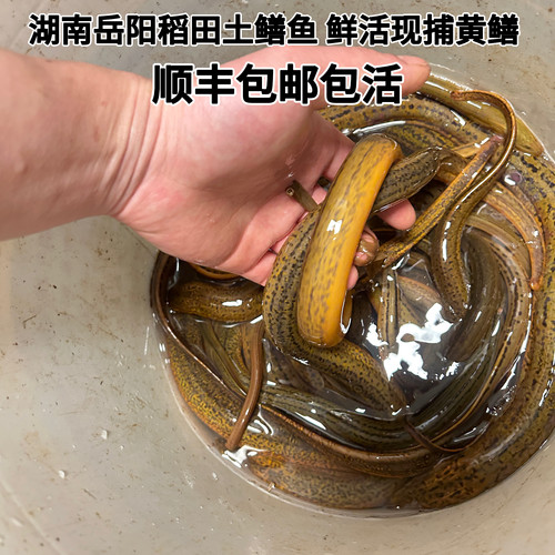正宗湖南稻田土黄鳝 野外自然生长鲜活黄鳝 大小规格齐全现捕现发