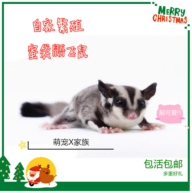 蜜袋鼯网红飞鼠幼崽马赛克白脸蜜袋鼯幼儿澳洲飞鼠详情咨询客服