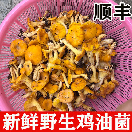 新鲜鸡油菌现采野生菌菇蘑菇野生食用菌菇山珍美味