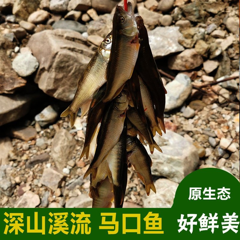 溪鱼马口鱼新鲜桃花鱼野钓原生小河鱼鲜活淡水鱼山鳡花杈鱼泉水鱼