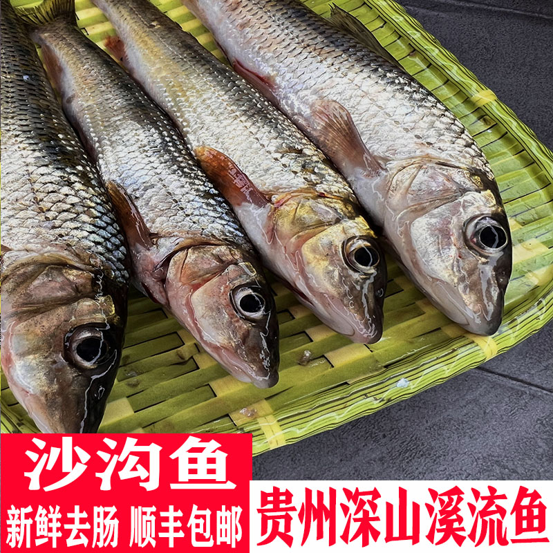 新鲜沙沟鱼贵州溪流小鱼仔鲜活现杀麻鱼小河鱼杂鱼溪石斑鱼马口鱼 水产肉类/新鲜蔬果/熟食 淡水鱼类 原图主图