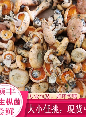 贵州当季野生菌松树菌新鲜黄枞菌现采谷熟菌蘑菇三九菇枞树菌寒菌