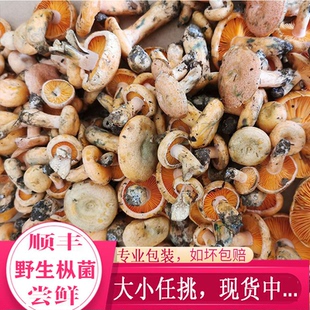 贵州当季野生菌松树菌新鲜黄枞菌现采谷熟菌蘑菇三九菇枞树菌寒菌