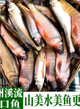 贵州溪流各种小河鱼全国顺丰包邮