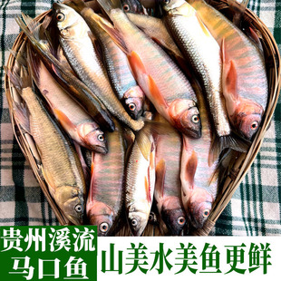 马口鱼新鲜贵州深山野钓溪流小河鱼鲜活桃花鱼淡水鱼石斑鱼小杂鱼