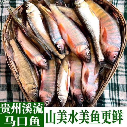 贵州溪流各种小河鱼全国顺丰包邮