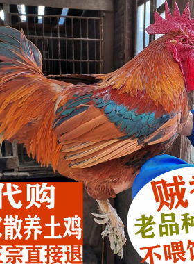 专业代购贵州农家正宗散养土鸡
