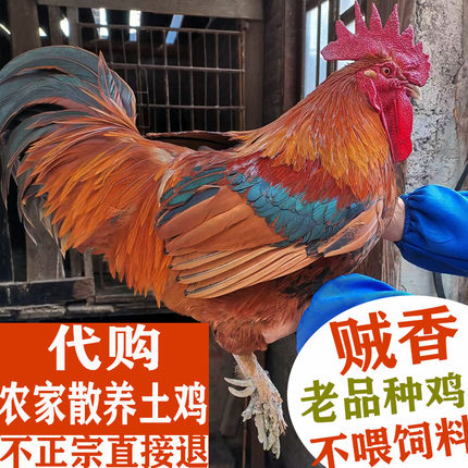 贵州本地土鸡农家散养老母鸡现杀2年鸡5年月子鸡新鲜草鸡老嫩公鸡