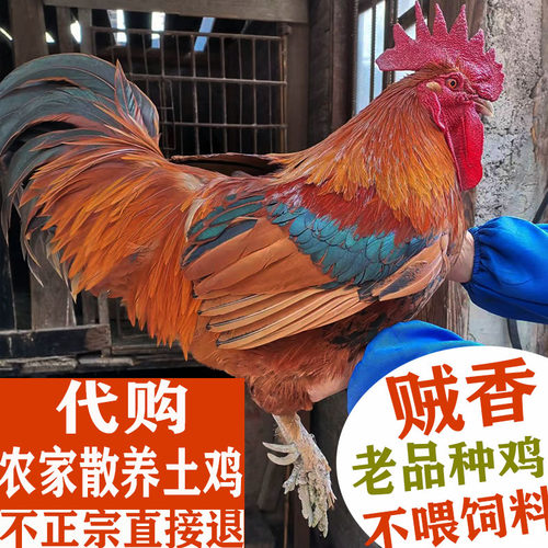 专业代购贵州农家正宗散养土鸡