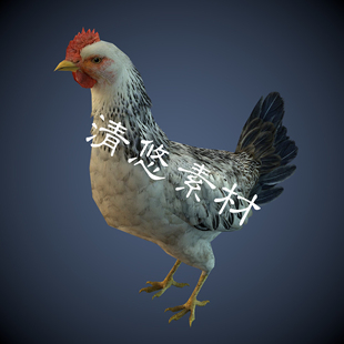 c4d家禽动物模型fbx格式 A188 老母鸡骨骼绑定带动作写实鸡子模型