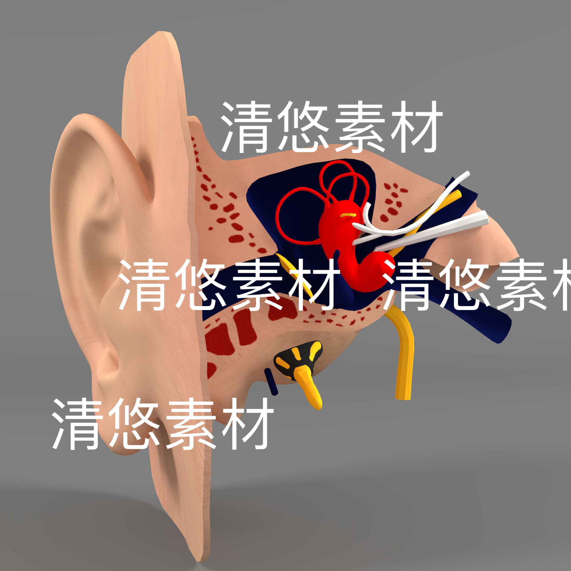 c4d fbx obj格式医学医疗人头耳部解剖立体3D文件 非实物D622