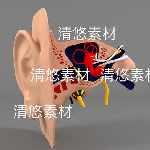 c4d obj格式 医学医疗人头耳部解剖立体3D文件 非实物D622 fbx