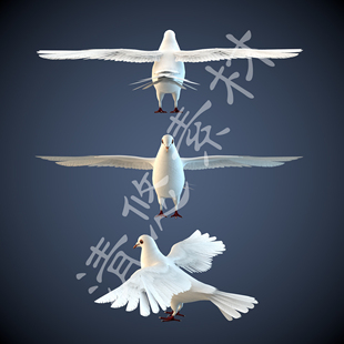 模型动物鸟类骨骼绑定文件 非实物931 fbx格式 鸽子白色鸽子c4d
