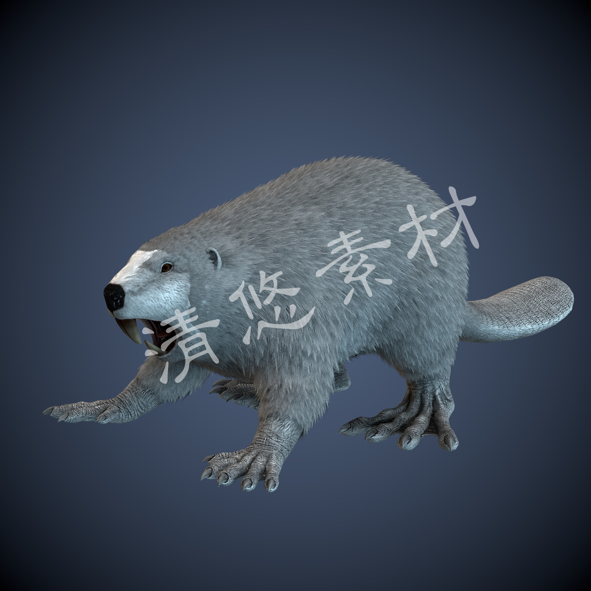 河狸海狸水栖啮齿动物c4d fbx格式模型骨骼绑定带动画动作模型A11