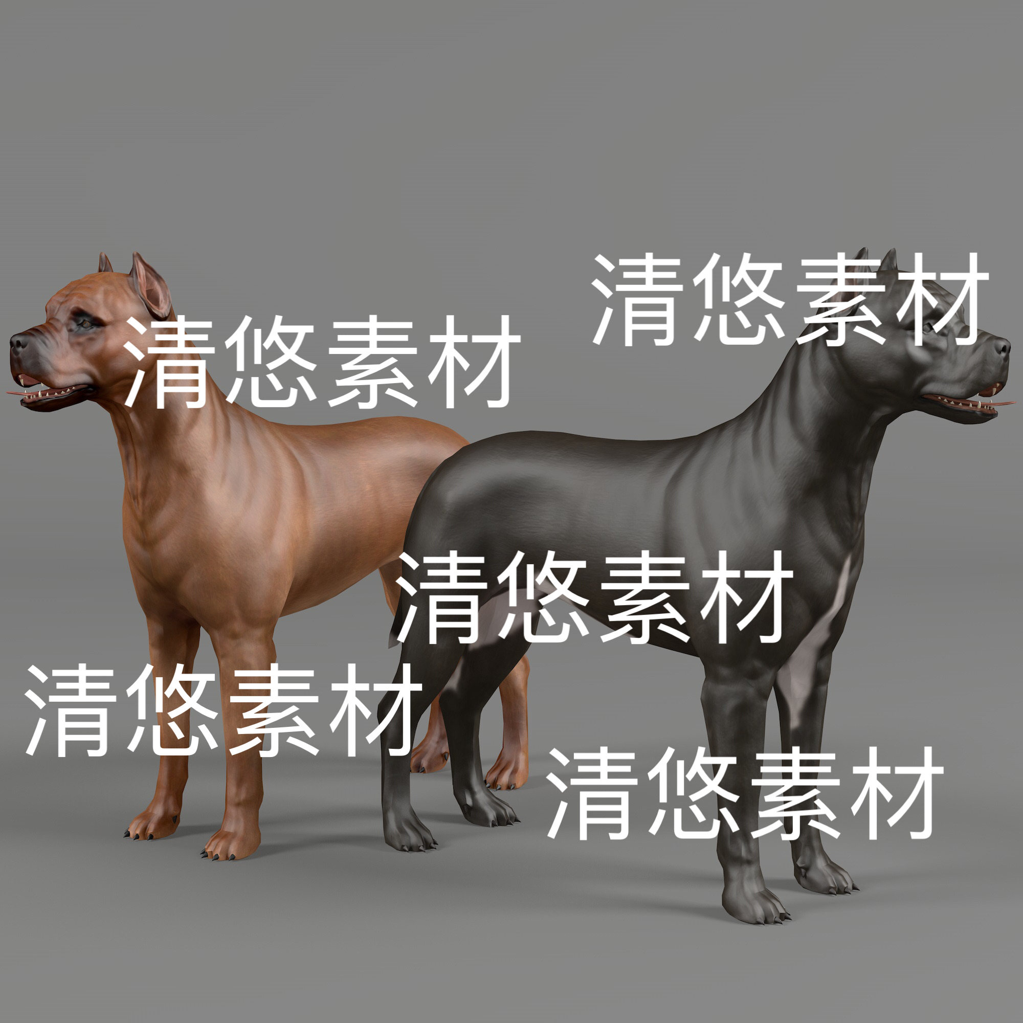 犬科动物c4d fbx格式卡斯罗犬狗骨骼绑定模型动作文件 非实物B924