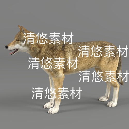 c4d fbx格式3D野狼动物3D模型草原狼骨骼绑定动作文件 非实物D922