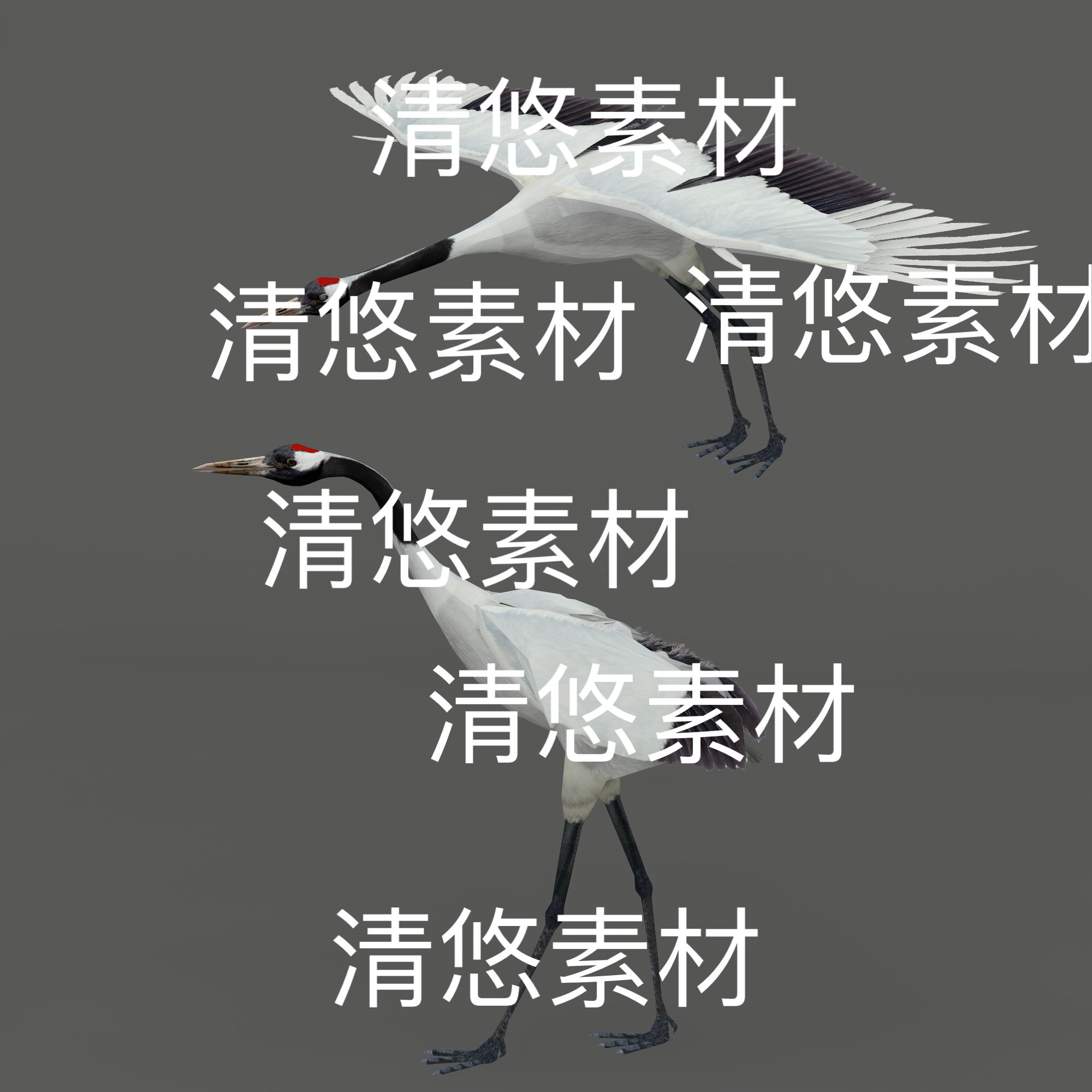 仙鹤飞行动物3d文件c4d fbx格式丹顶鹤骨骼绑定动作 非实物E293