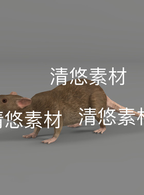 老鼠c4d fbx格式动物3D模型老鼠骨骼绑定动作文件 非实物D487