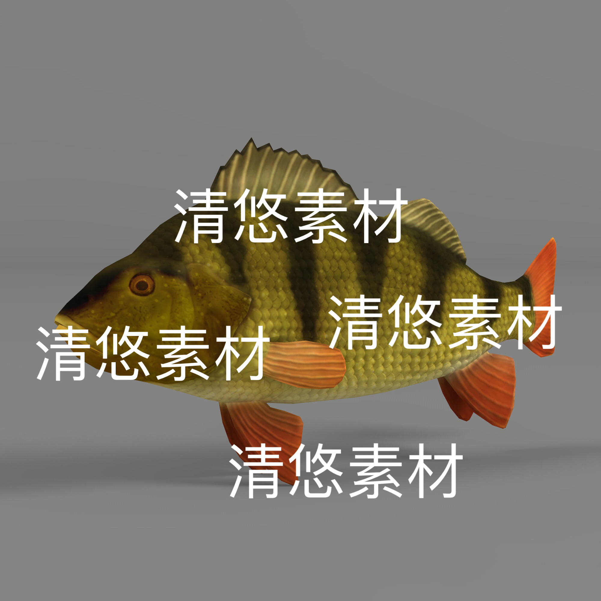 鲈鱼c4d fbx格式动物3D模型鱼类鲈鱼绑定动作3D文件 非实物B802