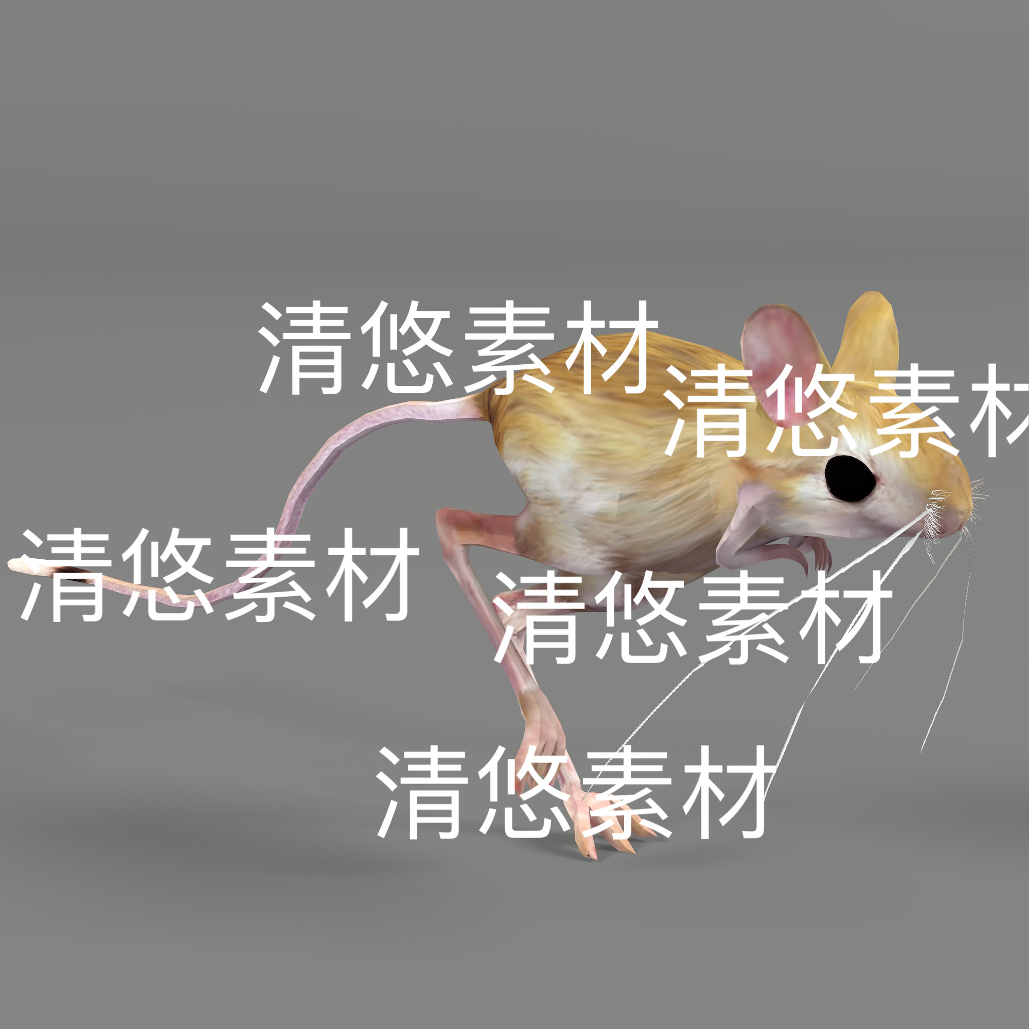 长腿老鼠跳鼠动物3d文件c4d fbx格式骨骼绑定模型动作 非实物E277
