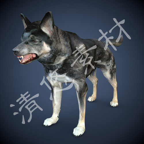 c4d小狗模型 哈士奇游戏狼狗骨骼表情绑定动画fbx格式 非实物297