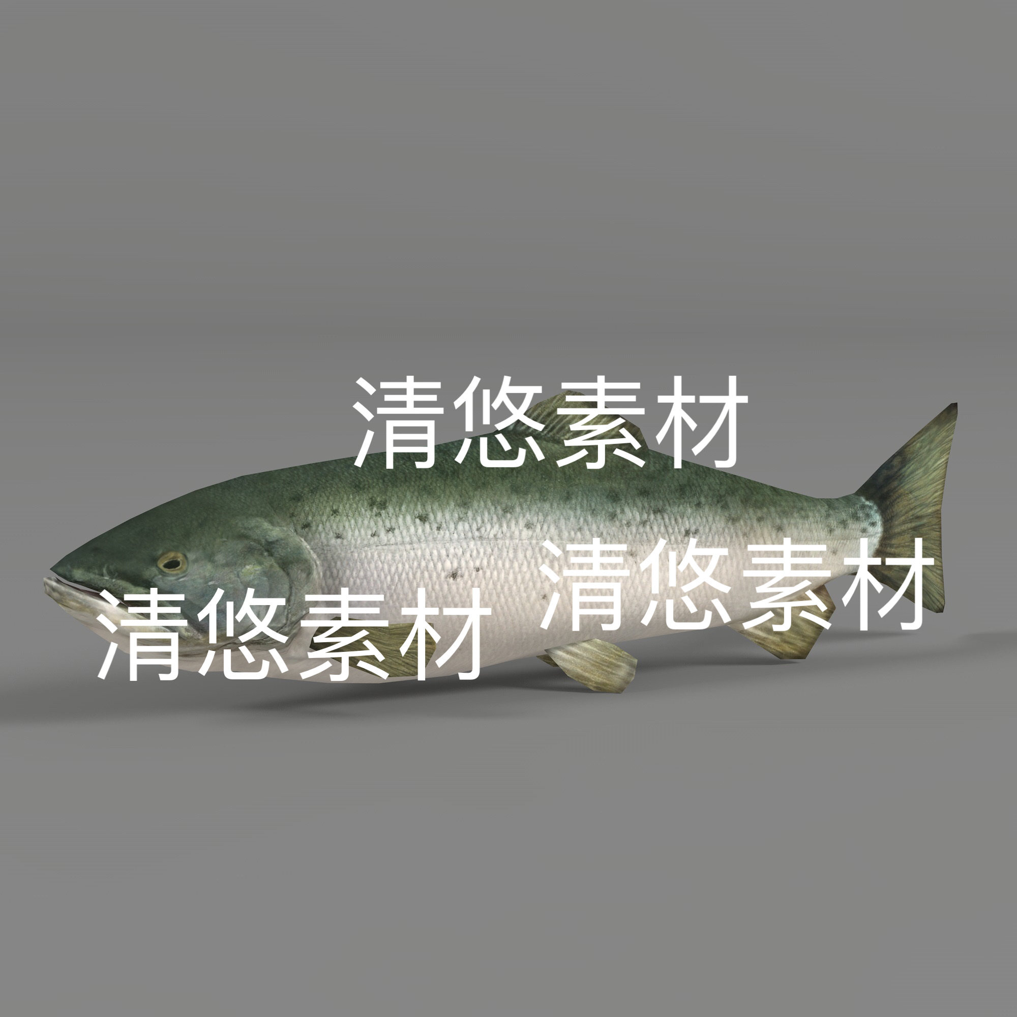 鲑鱼c4d fbx格式动物3D模型鱼类骨骼绑定动作文件 非实物A170