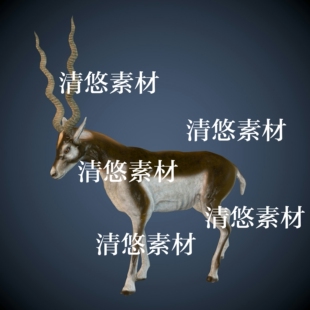 羚羊骨骼绑定带动作模型 非实物A704 fbx格式 四足动物文件c4d