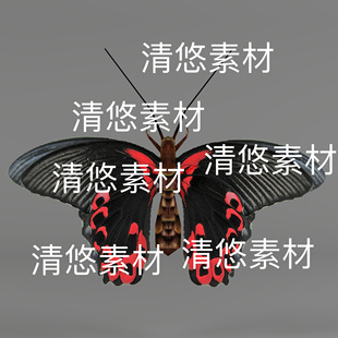 简模c4d fbx格式骨骼绑定昆虫动作蝴蝶马哈美凤蝶文件 非实物D475