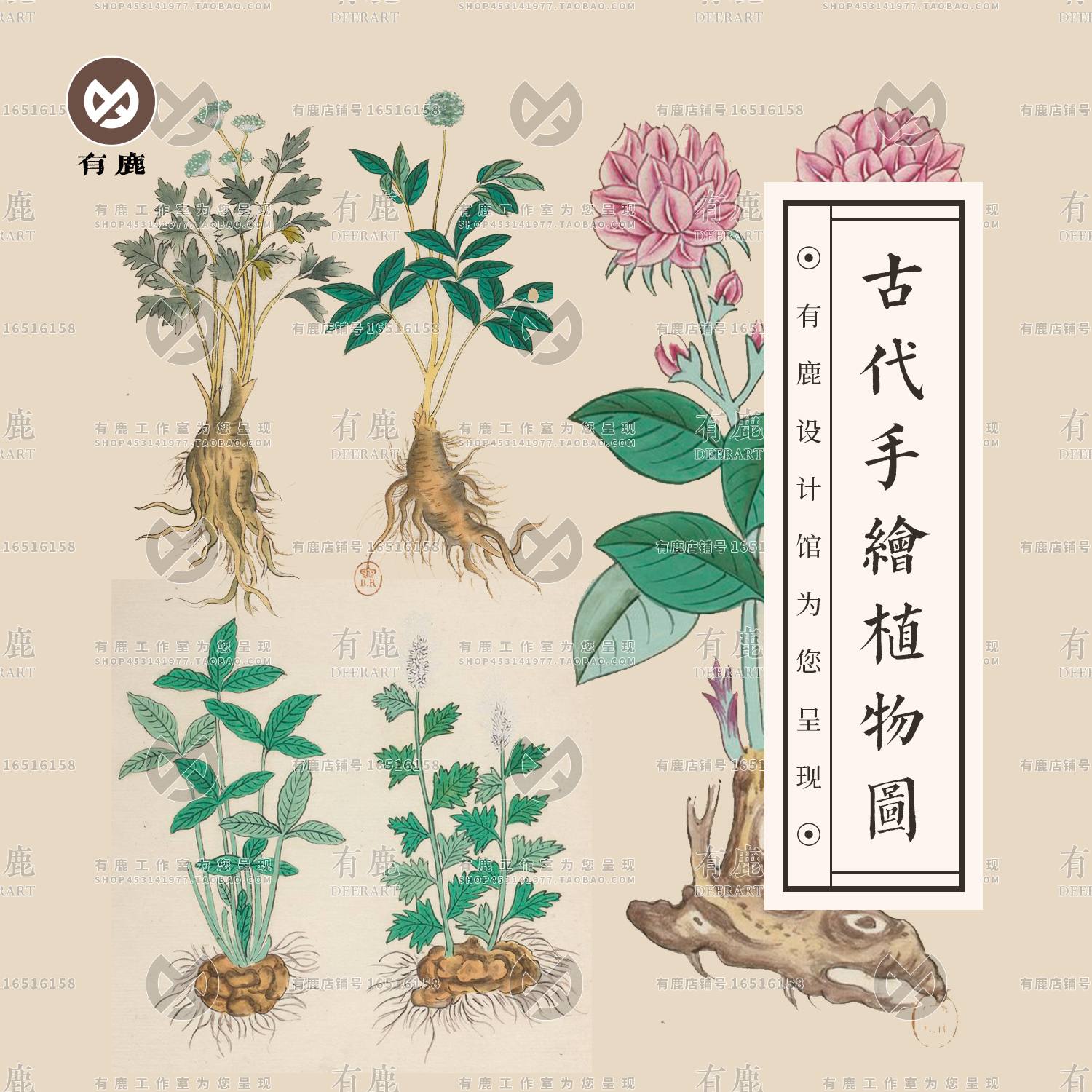 中国古代手绘彩绘草本植物中草药中医药绘画插图临摹参考图片素材