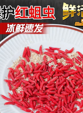 鲜活红蛆虫红虫活饵钓鱼饵料